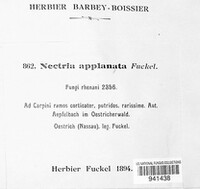Thelonectria applanata image